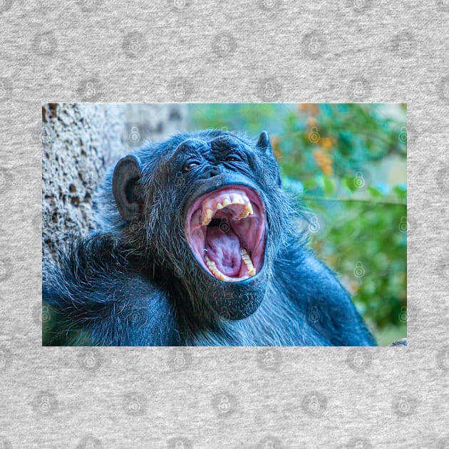 Chimpanzee laugh by dalyndigaital2@gmail.com